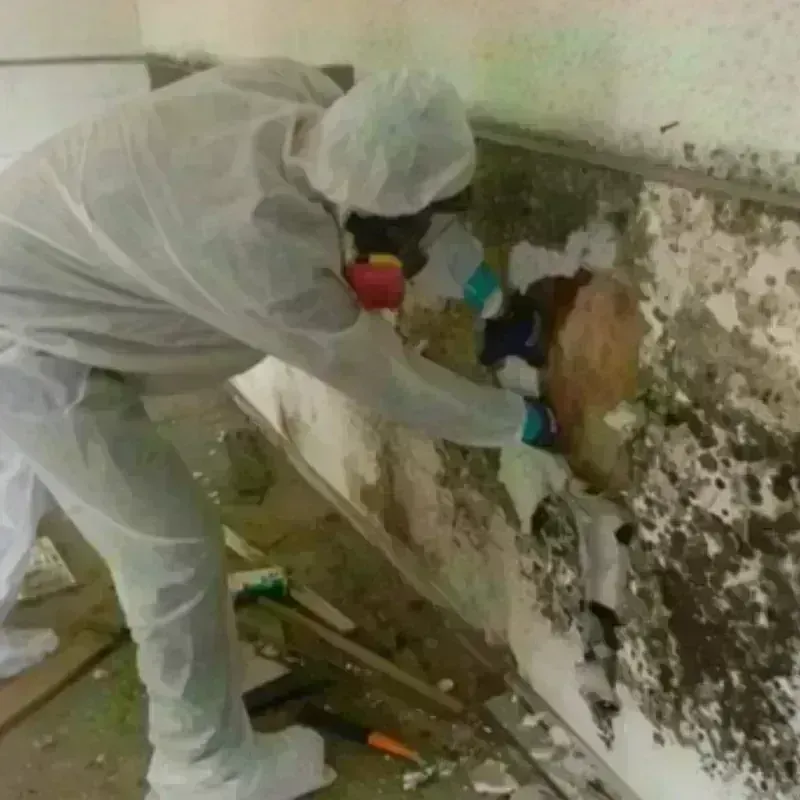 Mold Remediation and Removal in Tualatin, OR